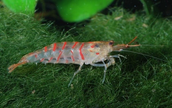 Can Cherry Shrimps Live Without A Filter?