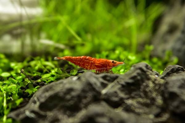Cherry Shrimp Care Guide [#1 Resource For Beginners]