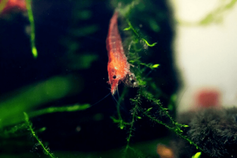 Best Filters For Cherry Shrimp