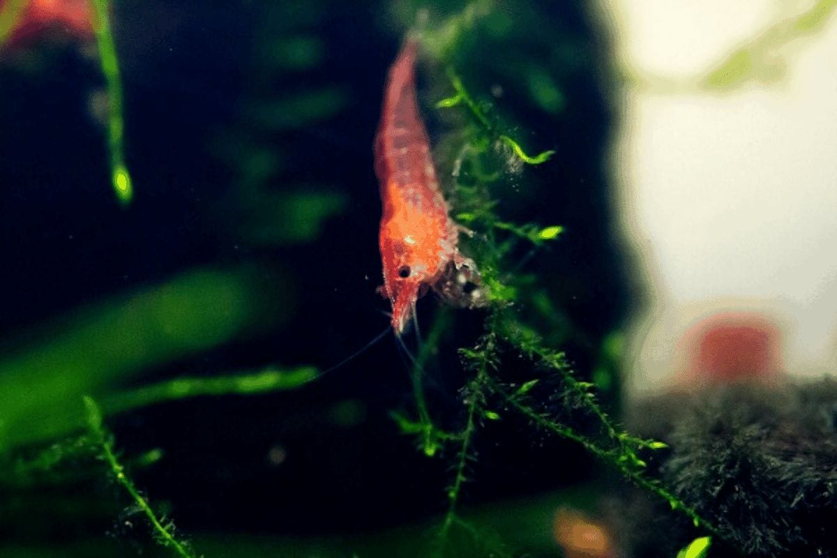 These Are The Best Filters For Cherry Shrimp