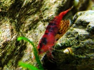 Kanoko shrimp