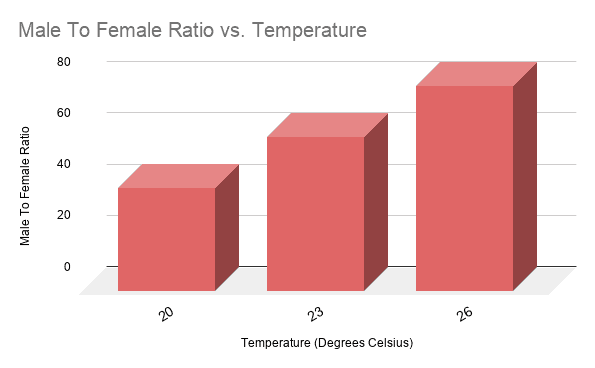 How Temperature Affects The Sex Ratio Of Cherry Shrimp