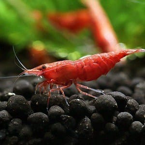 Red Fire Cherry Shrimp