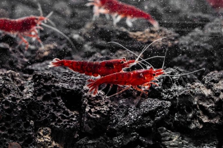 10 Genius Shrimp Aquarium Aquascaping Ideas You’ll Want to Try Today
