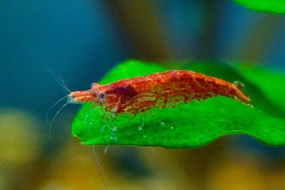 Do Cherry Shrimps Eat Algae? 7 cherry shrimp