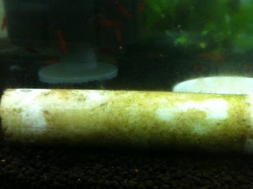 Do Cherry Shrimps Eat Algae? 2 day1 Do Cherry Shrimps Eat Algae?
