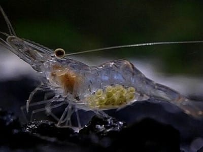 ghost shrimp Do Cherry Shrimps Eat Algae?