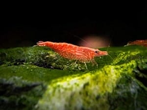 higher grade sakura shrimp