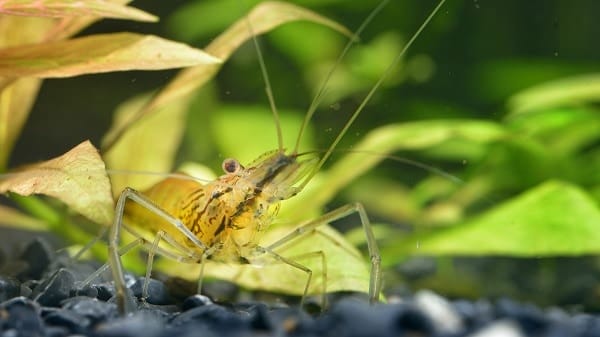 when should you feed your cherry shrimp