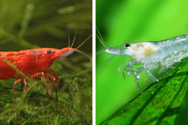 Cherry Shrimp vs Ghost Shrimp