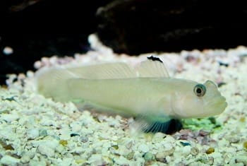 goby fish