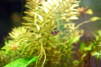 pea puffer