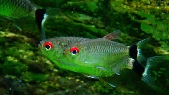 red eye tetra