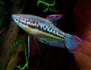 sparkling gourami