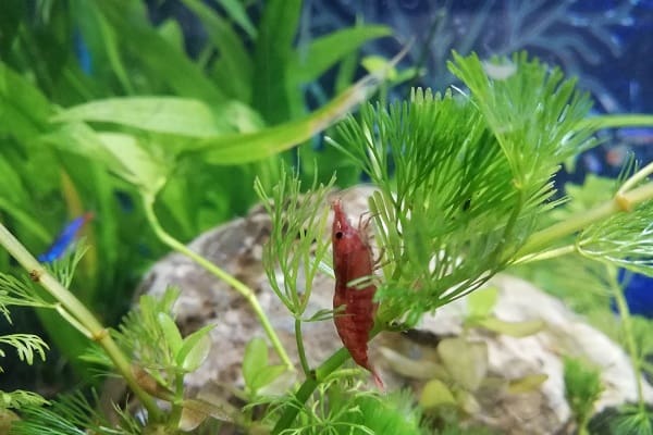 Interesting Cherry Shrimp Facts