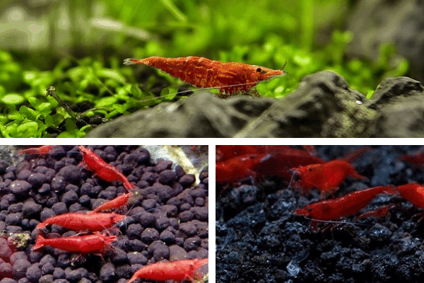 Red Cherry Shrimp Grades Explained