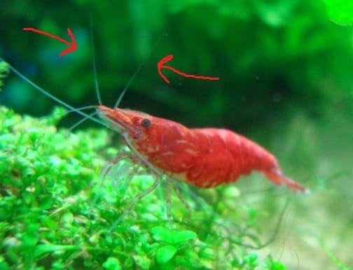 antenna male vs female cherry shrimp