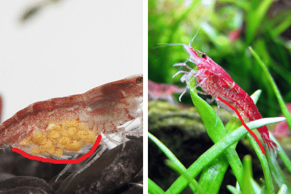 belly curve male vs female cherry shrimp