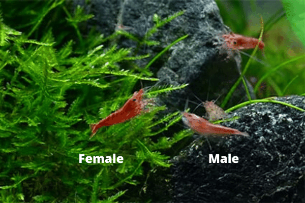 color of male vs female cherry shrimp