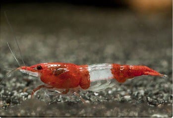 red rili shrimp
