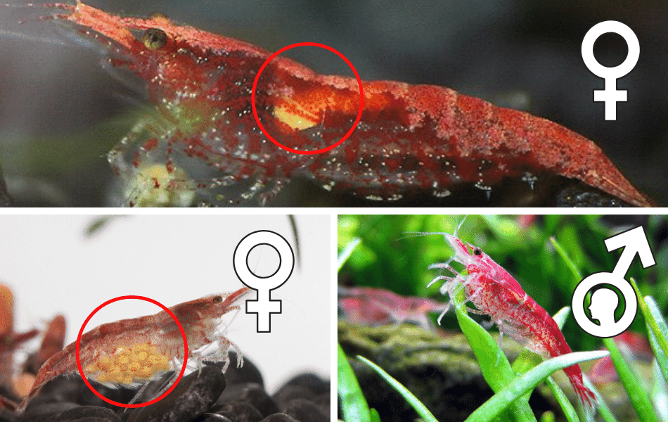 Cherry Shrimp (Neocaridina) Gender Identification: A Comprehensive Guide