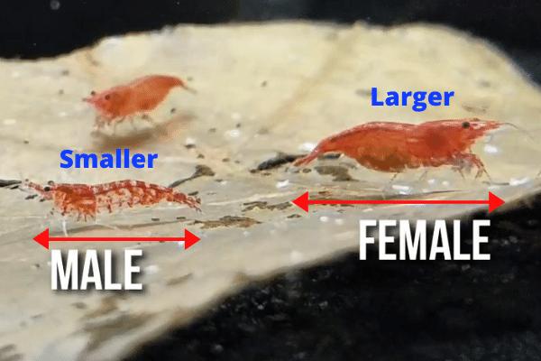 size of male vs female cherry shrimp