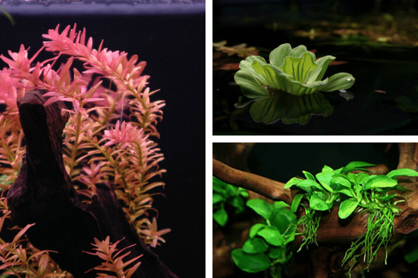 Best Plants For Cherry Shrimps