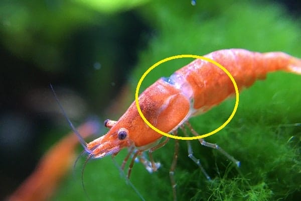 Cherry Shrimp Molting Problems