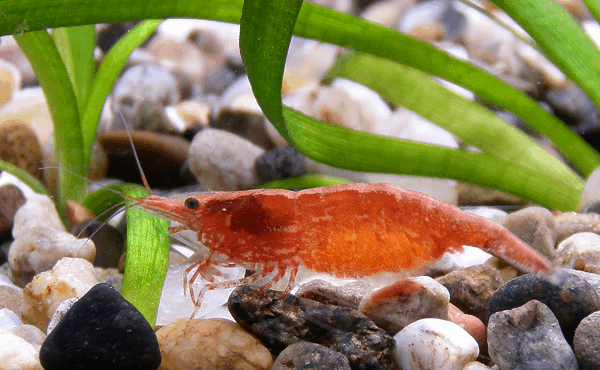 How To Take Care Of Pregnant Cherry Shrimp