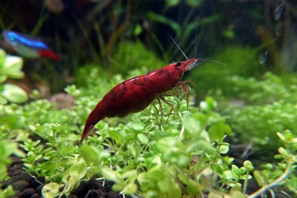 cherry shrimp breeding