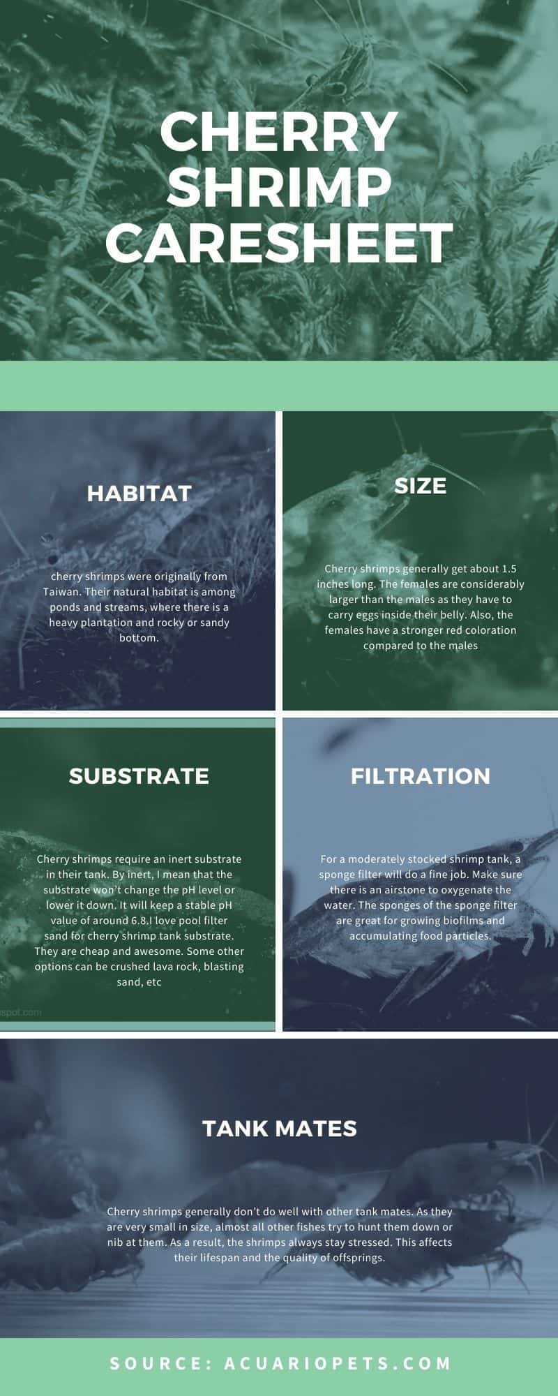 cherry shrimp caresheet infographic