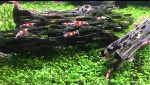 cholla wood shrimp tank