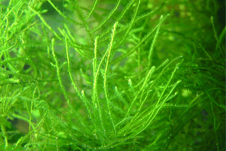 What Are The Best Plants For Cherry Shrimps? 2 java moss