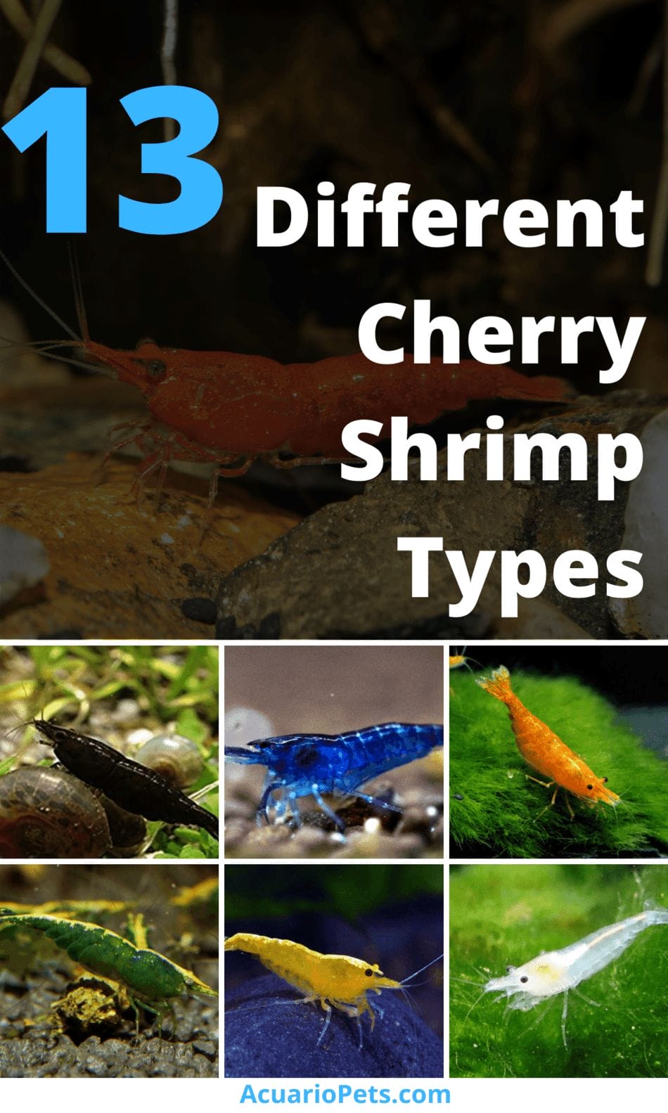 13 Different Cherry Shrimp Types
