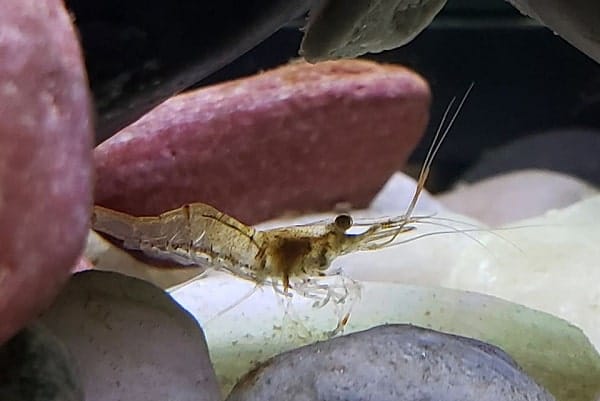 why ghost shrimps jump out of the tank