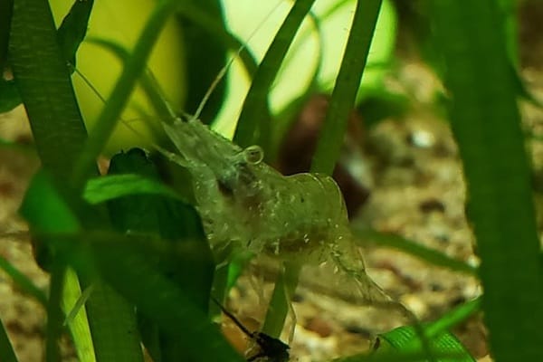 Ideal Water Parameters For Ghost Shrimp