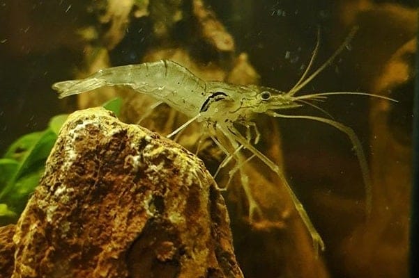 how long do ghost shrimps live