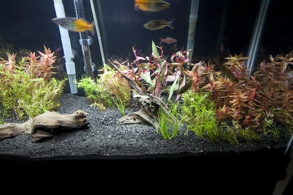 Best Substrate For Cherry Shrimp