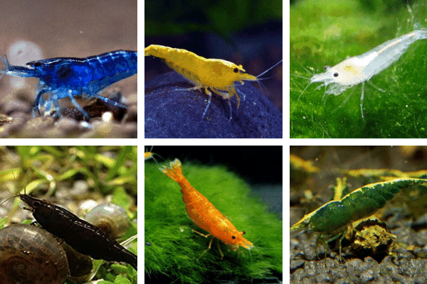 13 Different Cherry Shrimp (Neocaridina) Types: More Than Just Red!