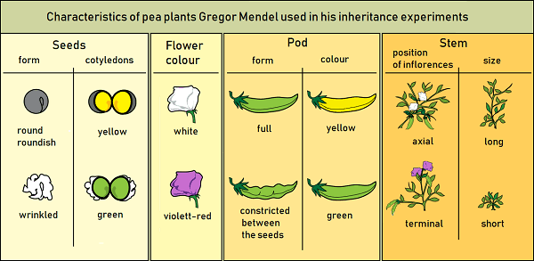 Mendel's Law Of Inheritance