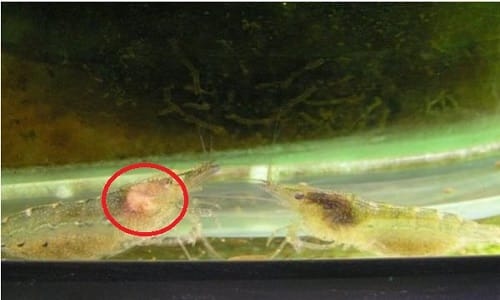 bacterial infection 6 Common Ghost Shrimp Diseases & How To Treat Them