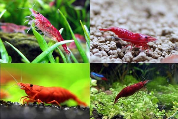 Cherry Shrimp Selective Breeding Guide For Beginners