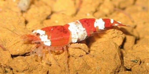 6 Common Ghost Shrimp Diseases & How To Treat Them 6 chitinolytic diseases 6 Common Ghost Shrimp Diseases & How To Treat Them