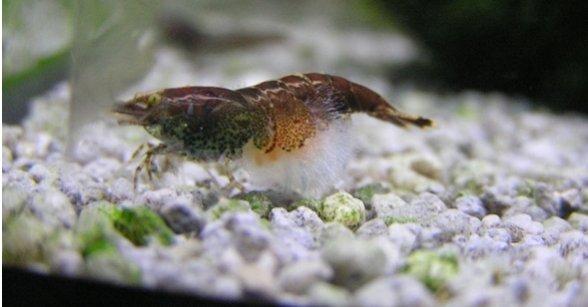 6 Common Ghost Shrimp Diseases & How To Treat Them 5 fungal infection 6 Common Ghost Shrimp Diseases & How To Treat Them