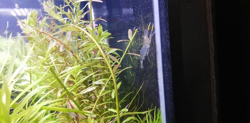 How To Acclimate Ghost Shrimps?
