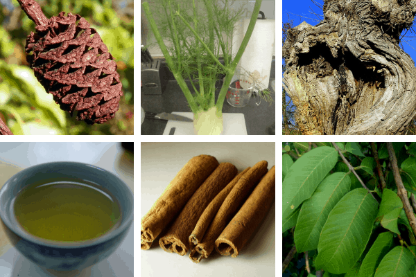 natural home remedies for shrimp bacterial infection