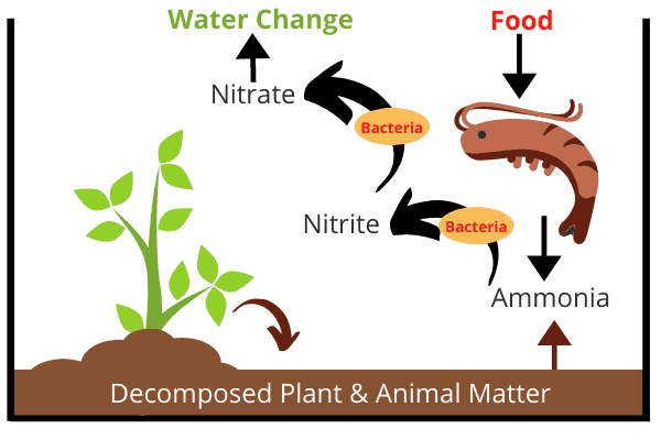 nitrogen cycle