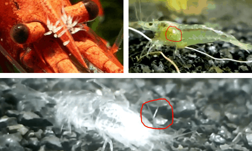 scutariella japonica