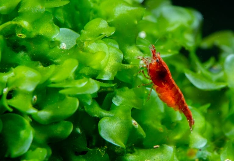 Cherry Shrimp Care Guide: Tank Setup, Water Parameters & Feeding (Beginner’s Plan)