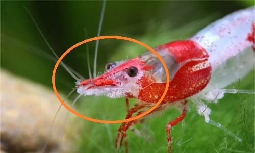 6 Common Ghost Shrimp Diseases & How To Treat Them 2 vorticella